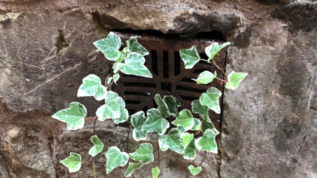 Ivy and ferns in the living wall