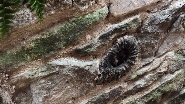 Fossils set into the dry-stone wall