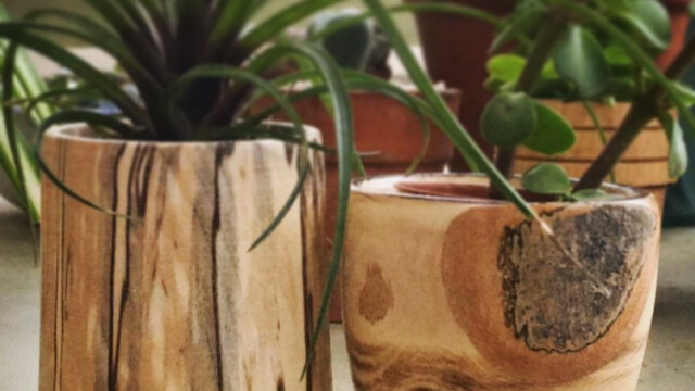 Spalted Ash succulent pots.